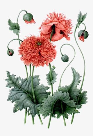 彩绘逼真花朵免抠