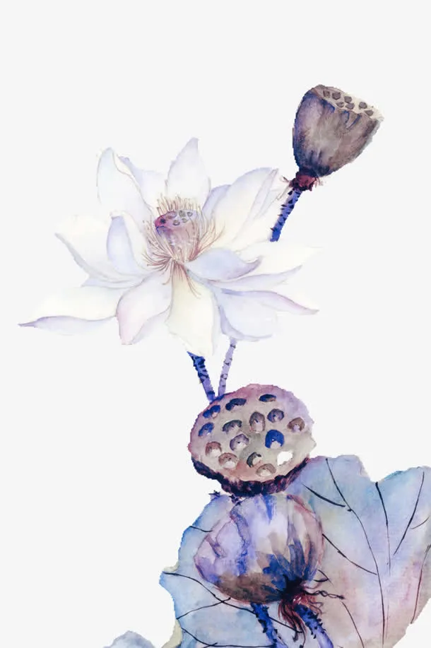 白色荷花莲子图片免抠