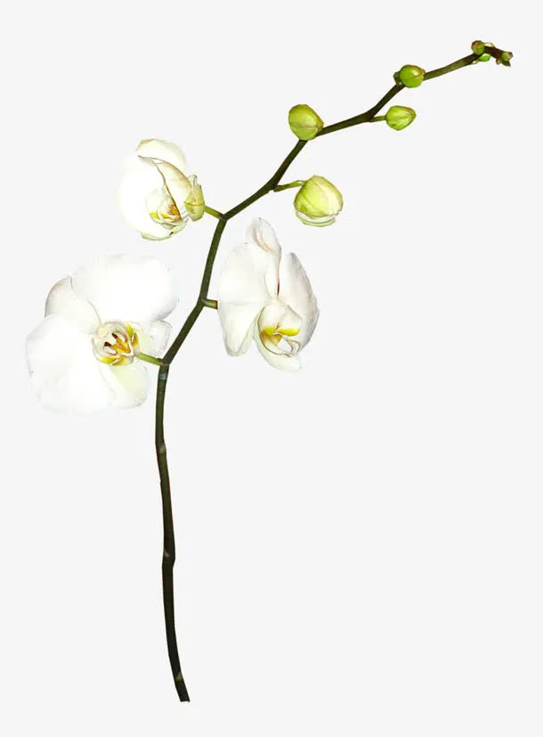 鲜花psd素材唯美背景图片