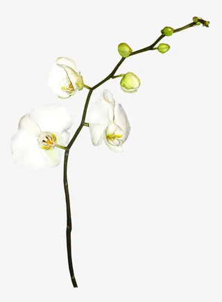 鲜花psd素材唯美背景图片