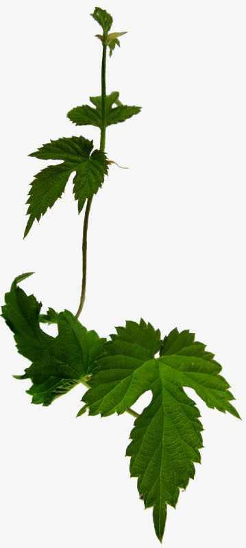 水彩花卉花草图案素材免抠