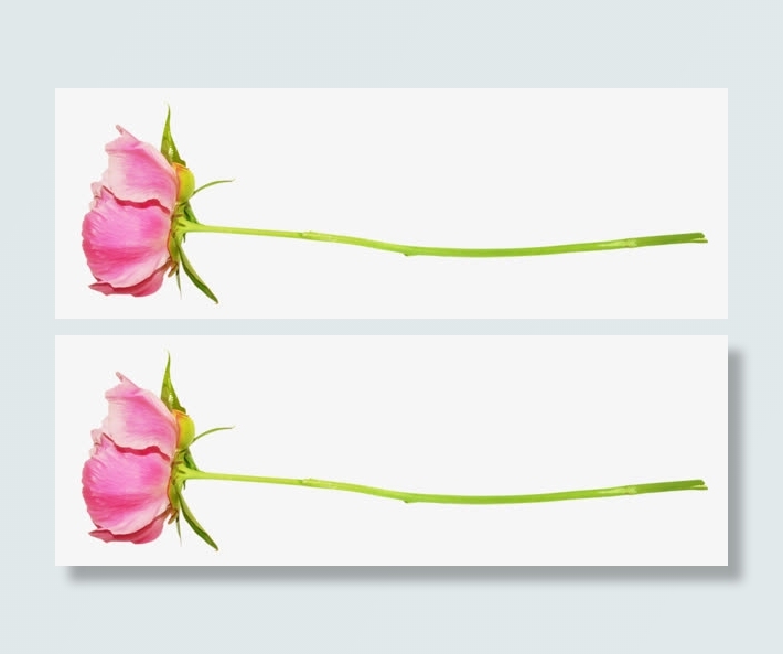 一朵红花盛开的红色花朵免抠