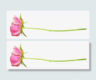 一朵红花盛开的红色花朵免抠