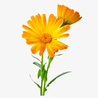 金盏花花瓣实物PNG免抠