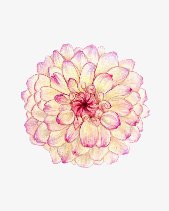 水彩花朵免抠