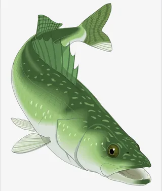 绿色大青鱼摄影免抠