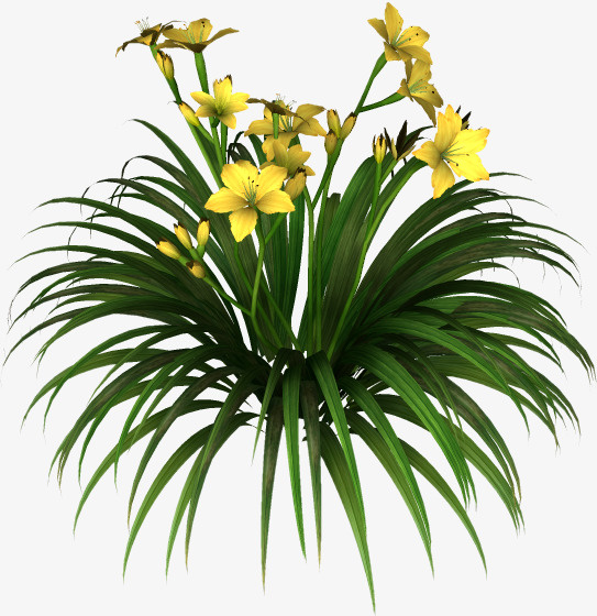 花草画ps花卉素材免抠