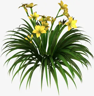 花草画ps花卉素材免抠