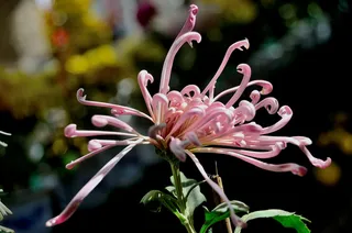 小清新秋菊开高清