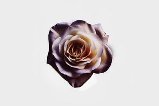 蔷薇植物花卉免抠