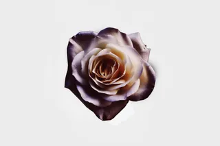 蔷薇植物花卉免抠