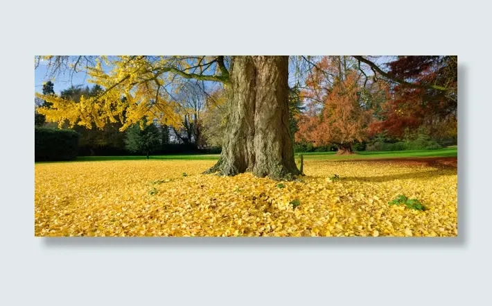 大树下垂黄色枝叶免抠