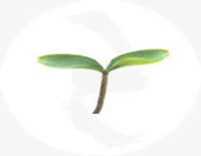 绿芽免抠