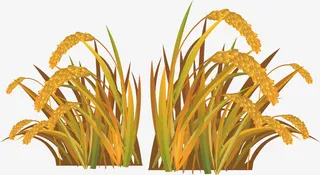 稻田矢量图免抠