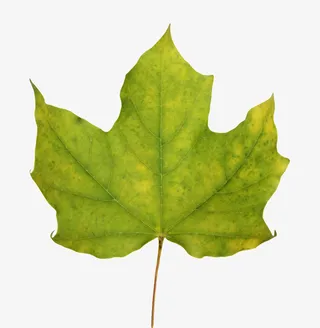 绿色植物青葱的静止的树叶实物免抠