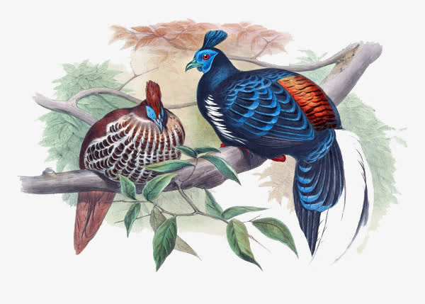 手绘浪漫鸟免抠