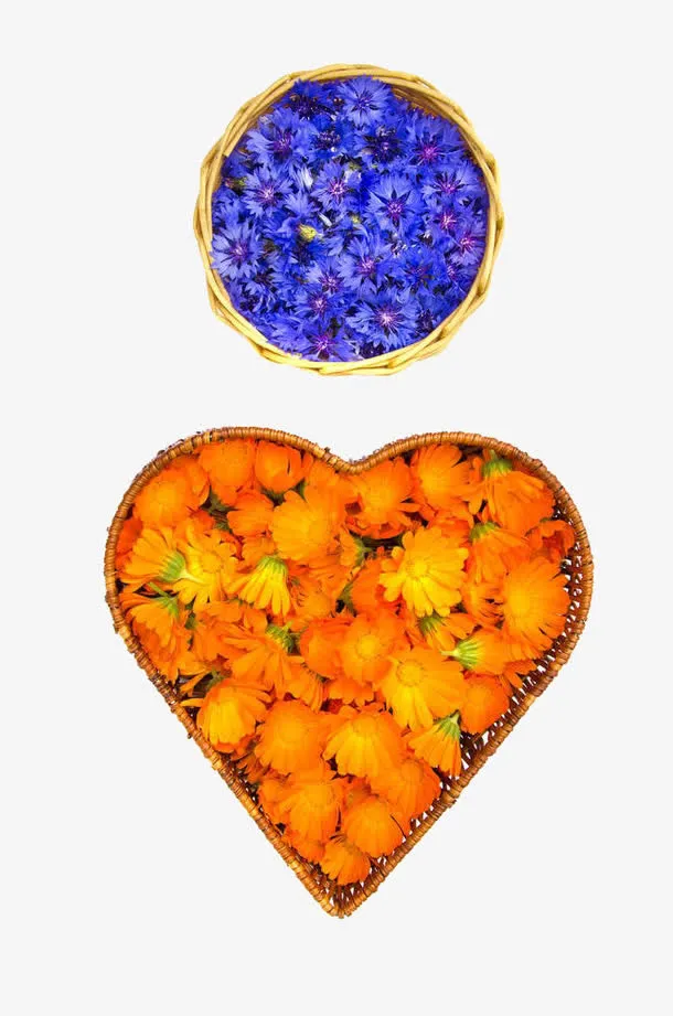 矢车菊和金盏菊免抠素材免抠