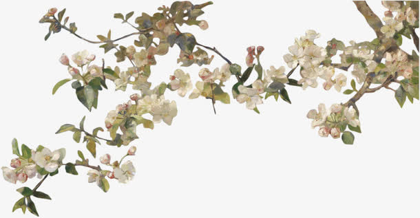 许多梨花免抠