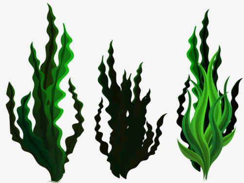 水草免抠