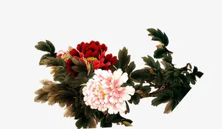 中国风粉红色牡丹插图免抠