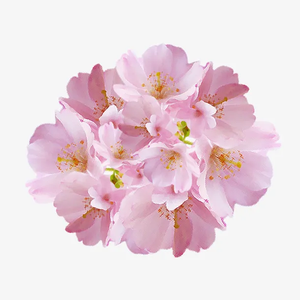 樱花花簇花朵 小清新免抠动植物植物元素