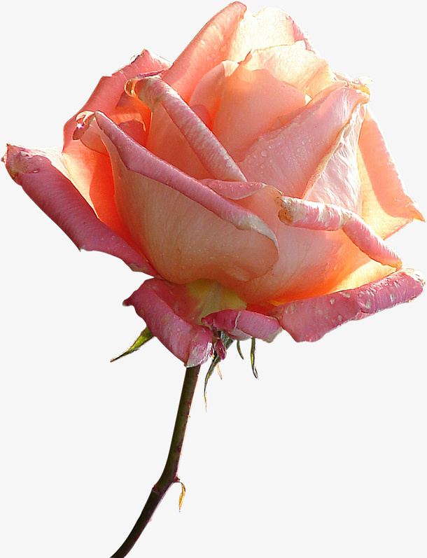 玫瑰花 鲜花 纸花免抠