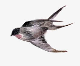 燕子免抠