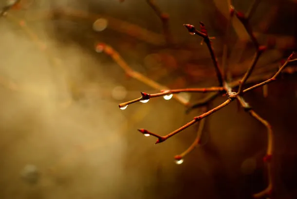 树枝雨后大树水珠免抠