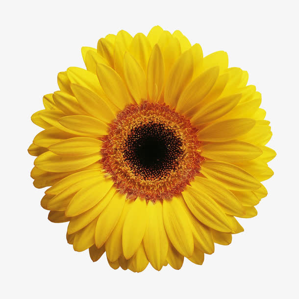 黄色菊花免抠动植物植物元素