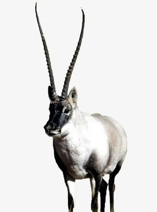 长角藏羚羊免抠