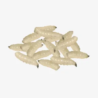 卡通小蛆虫png免抠