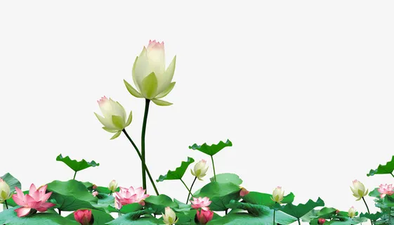荷花装饰免抠