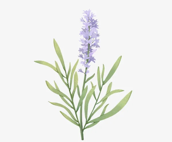 紫色的花卉素材免抠