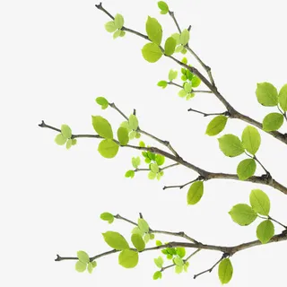 嫩芽树枝免抠手绘/卡通卡通元素 嫩芽树枝免抠手绘/卡通卡通元素