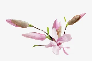 粉红色香味几朵花苞玉兰花瓣实物免抠