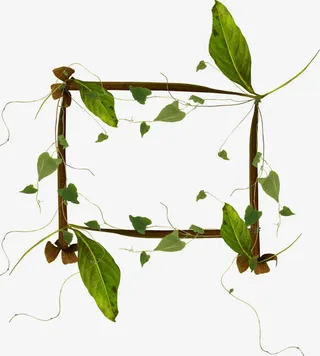 绿叶木头边框免抠