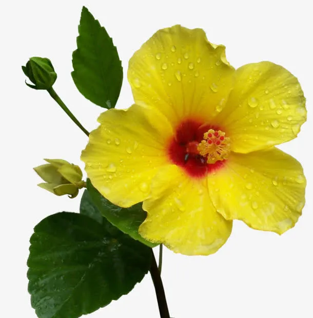 黄花免抠
