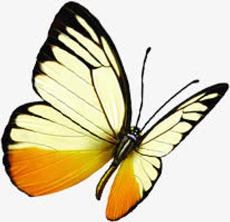 春天美景蝴蝶设计手绘免抠装饰动物元素