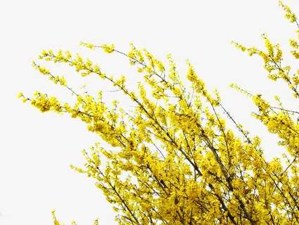 成熟麦田美景黄色免抠