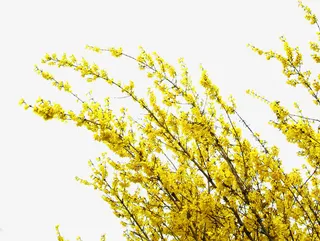 成熟麦田美景黄色免抠