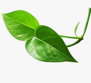 绿色的大叶子免抠