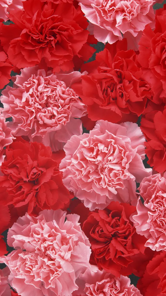 红色花朵花瓣平铺H5背景高清