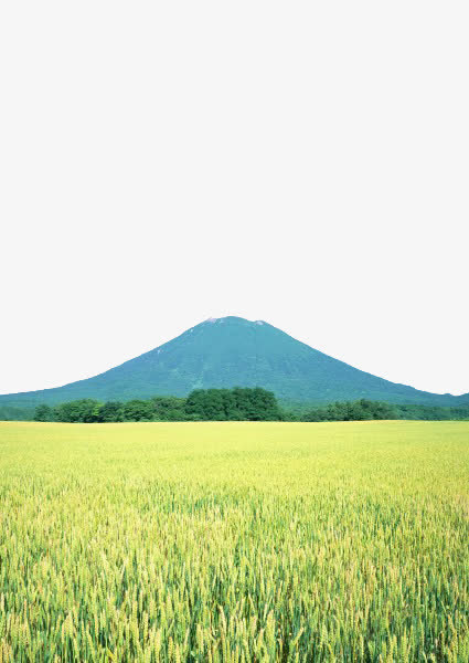 绿色稻田免抠