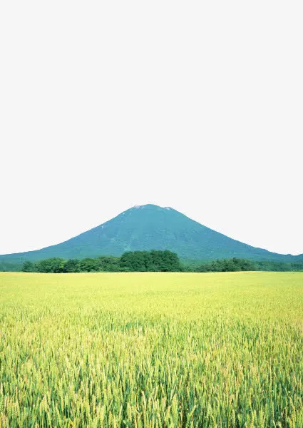 绿色稻田免抠