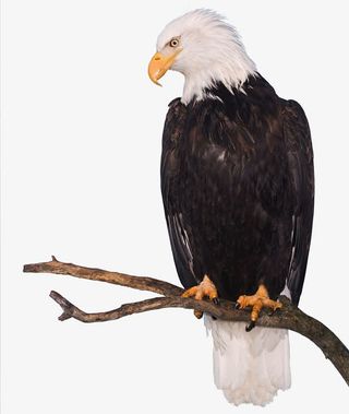 鹰站在树枝上免抠