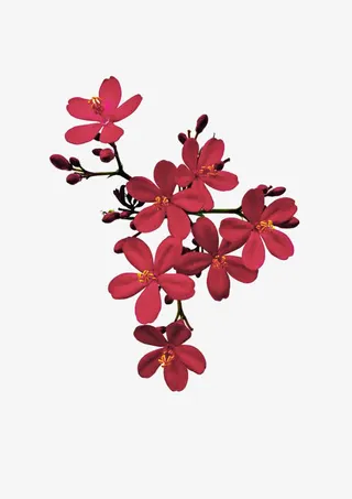 红色花瓣素材免抠