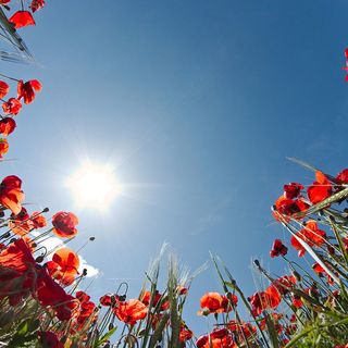 摄影花卉背景素材高清