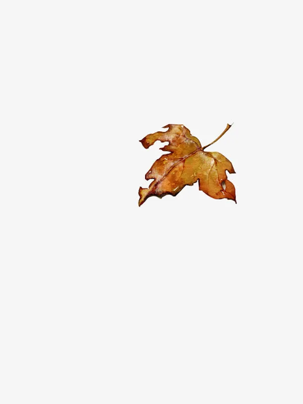秋天黄色枯叶免抠