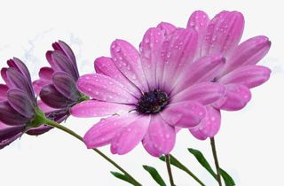 植物花卉素材水彩花卉免抠