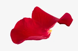 红色玫瑰花瓣免抠